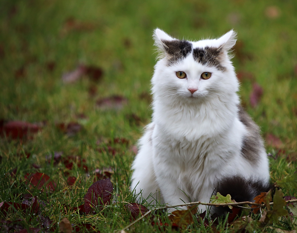 KatzenBilderGehenImmer