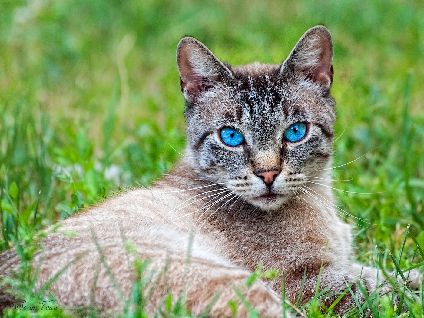 Katzenblau