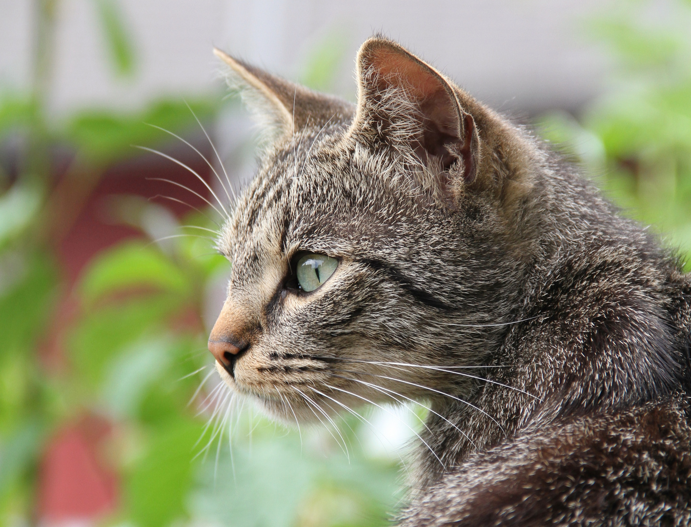 Katzenblick.