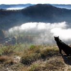 Katzenblick ins Wannental