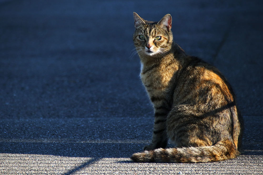 Katzenblick mit Lichtstimmung