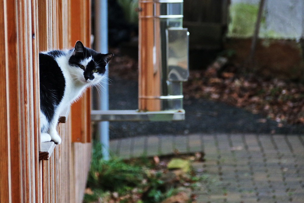 Katzenblick vom Fenstersims