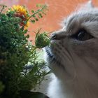 Katzenblume