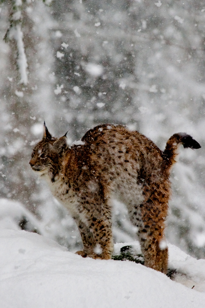 Katzenbuckel