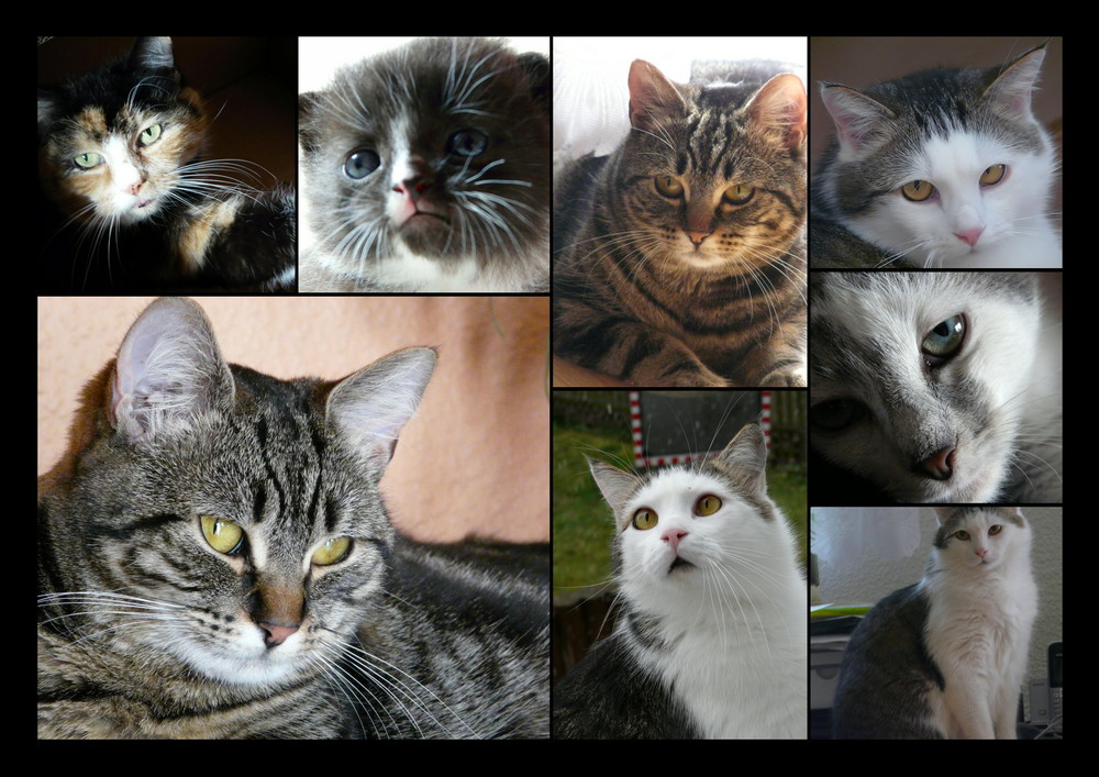 Katzencollage