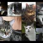 Katzencollage