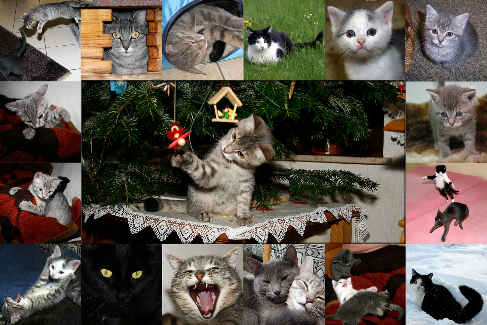 Katzencollage