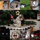 Katzencollage