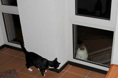Katzendamen-Besuch vor dem Fenster #1