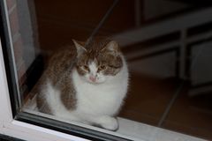 Katzendamen-Besuch vor dem Fenster #2