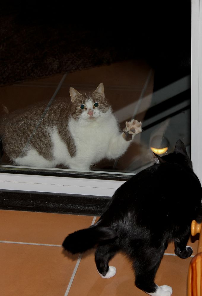 Katzendamen-Besuch vor dem Fenster #3