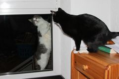 Katzendamen-Besuch vor dem Fenster #5