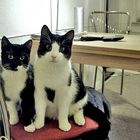 Katzendoppel- meine Katzen Kira und Rocco