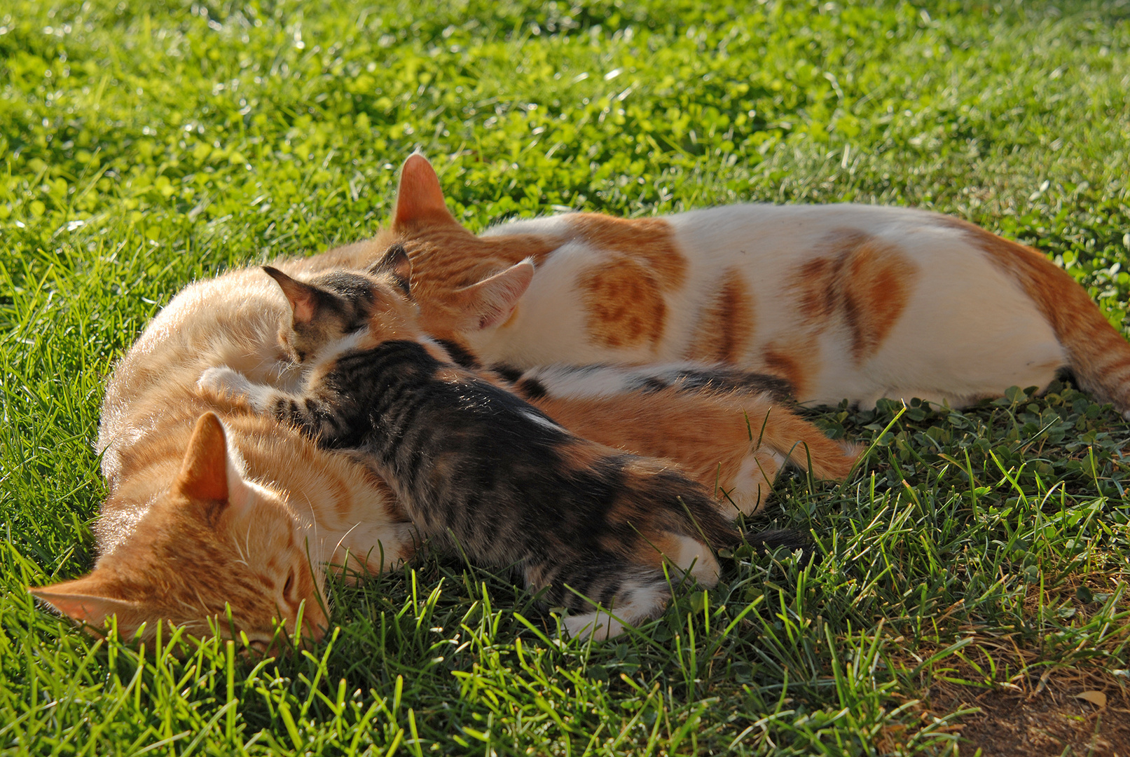 Katzenfamilie