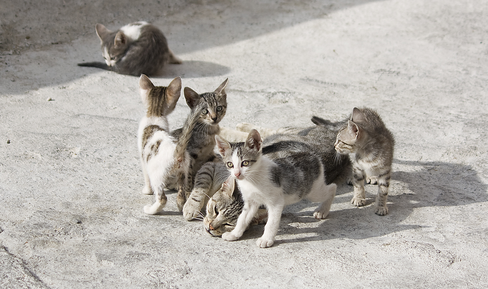 Katzenfamilie