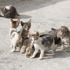 Katzenfamilie