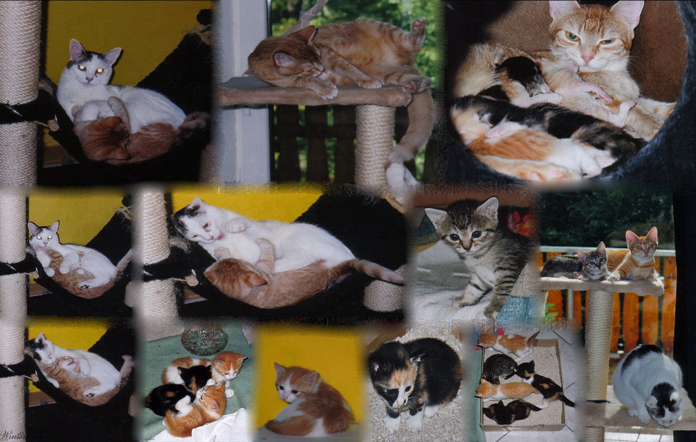 Katzenfamilie