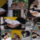 Katzenfamilie