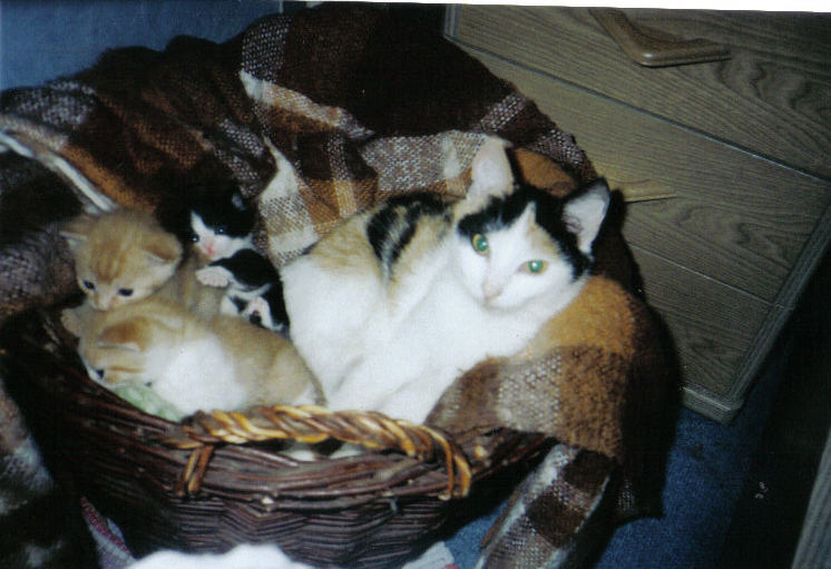 katzenfamilie