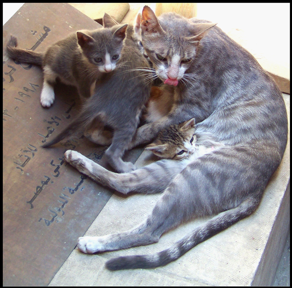 Katzenfamilie in Kairo #1