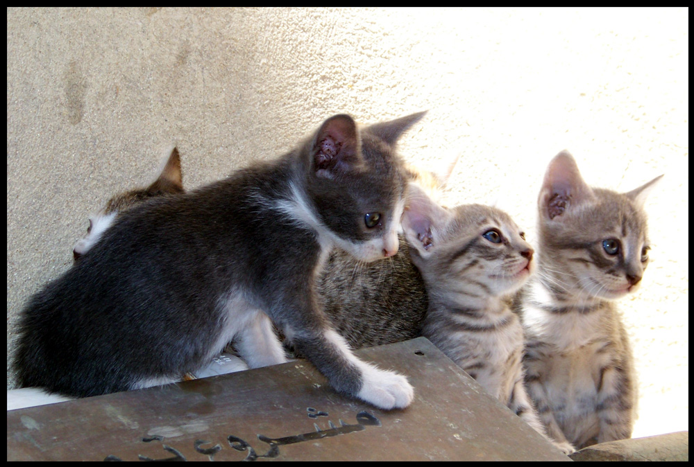 Katzenfamilie in Kairo #3