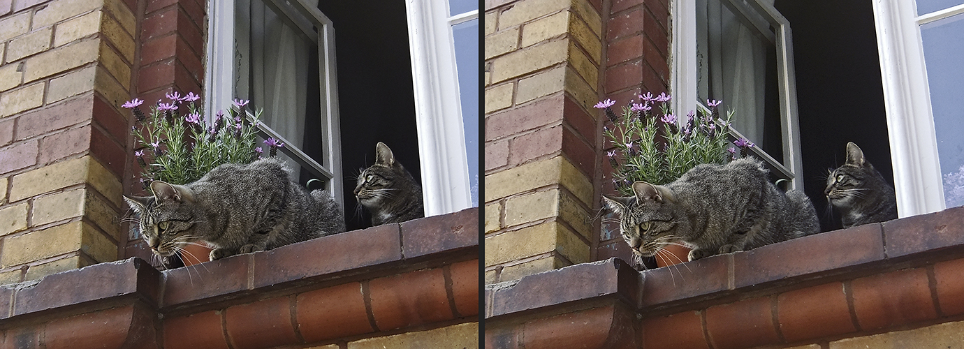 Katzenfenster 2 (X-Blick 3D)