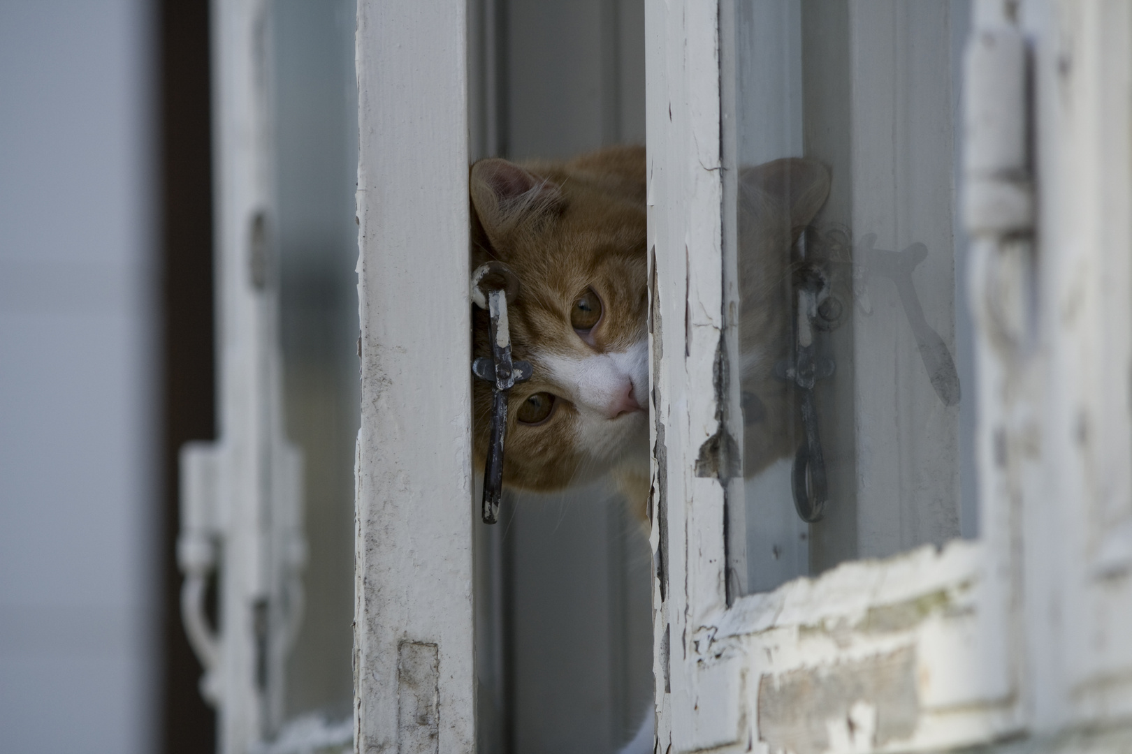 Katzenfenster - Fensterkatze