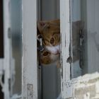 Katzenfenster - Fensterkatze