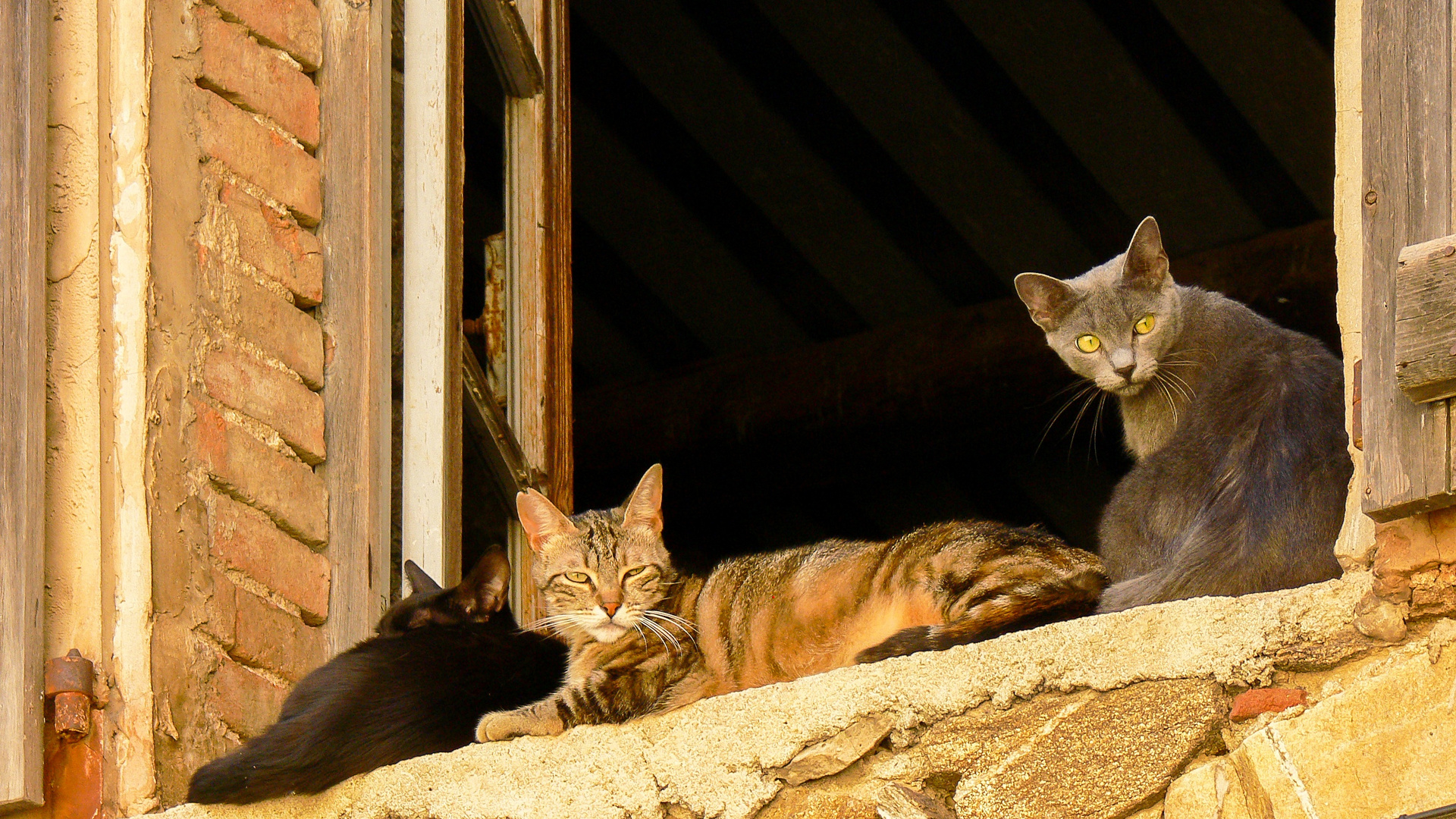 Katzenfenster im Abendlicht