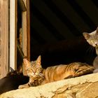 Katzenfenster im Abendlicht