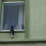 Katzenfensterbank