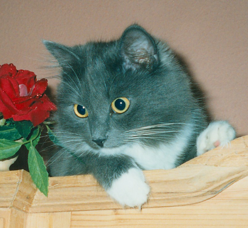 Katzenfräulein Leli