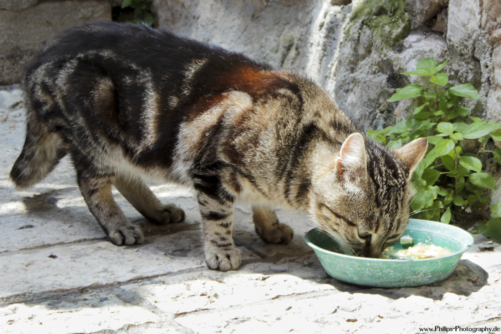 Katzenfraß