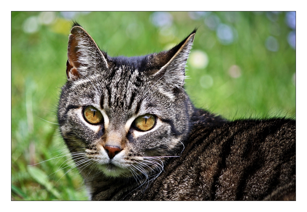 Katzenfrühling...