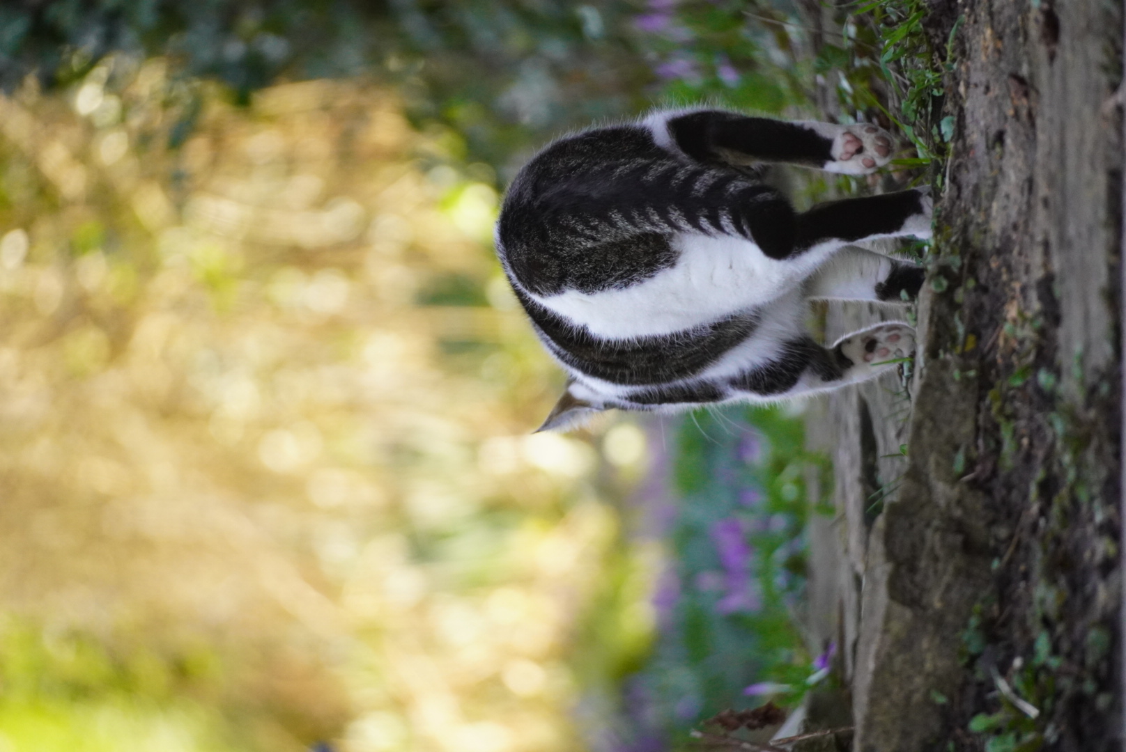 Katzenfrühling