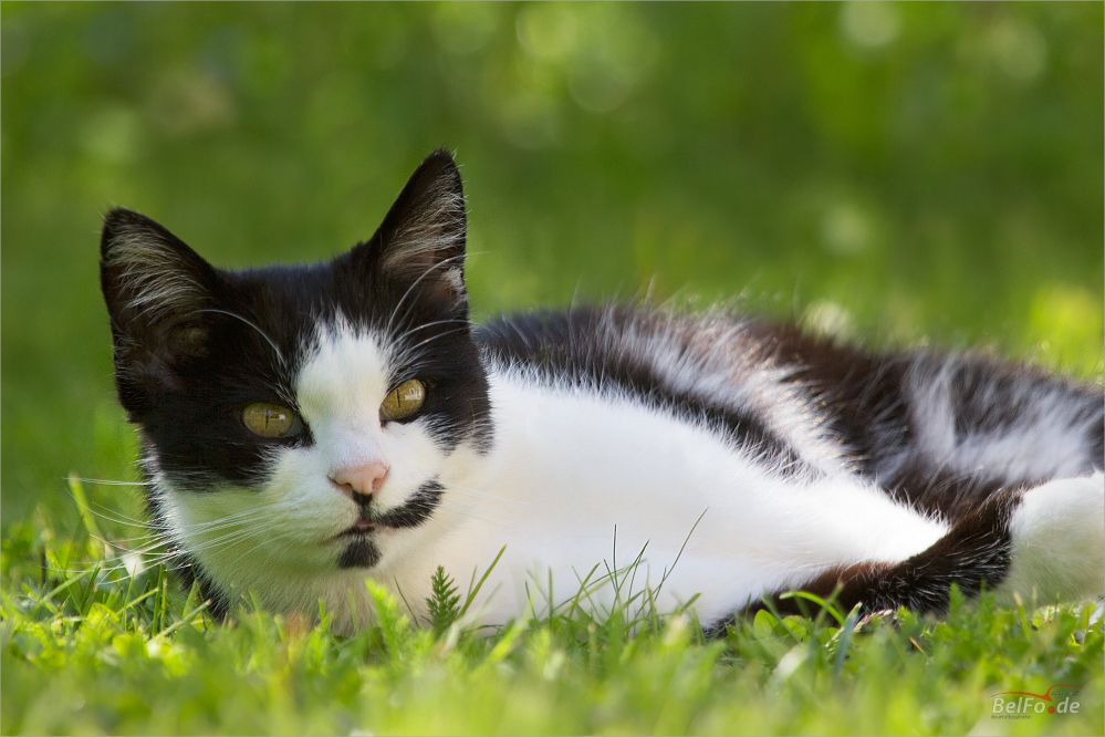 Katzenfrühling