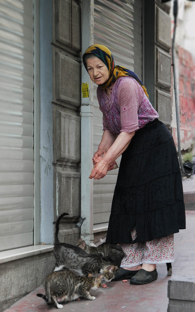 Katzenfütterung in Istanbul