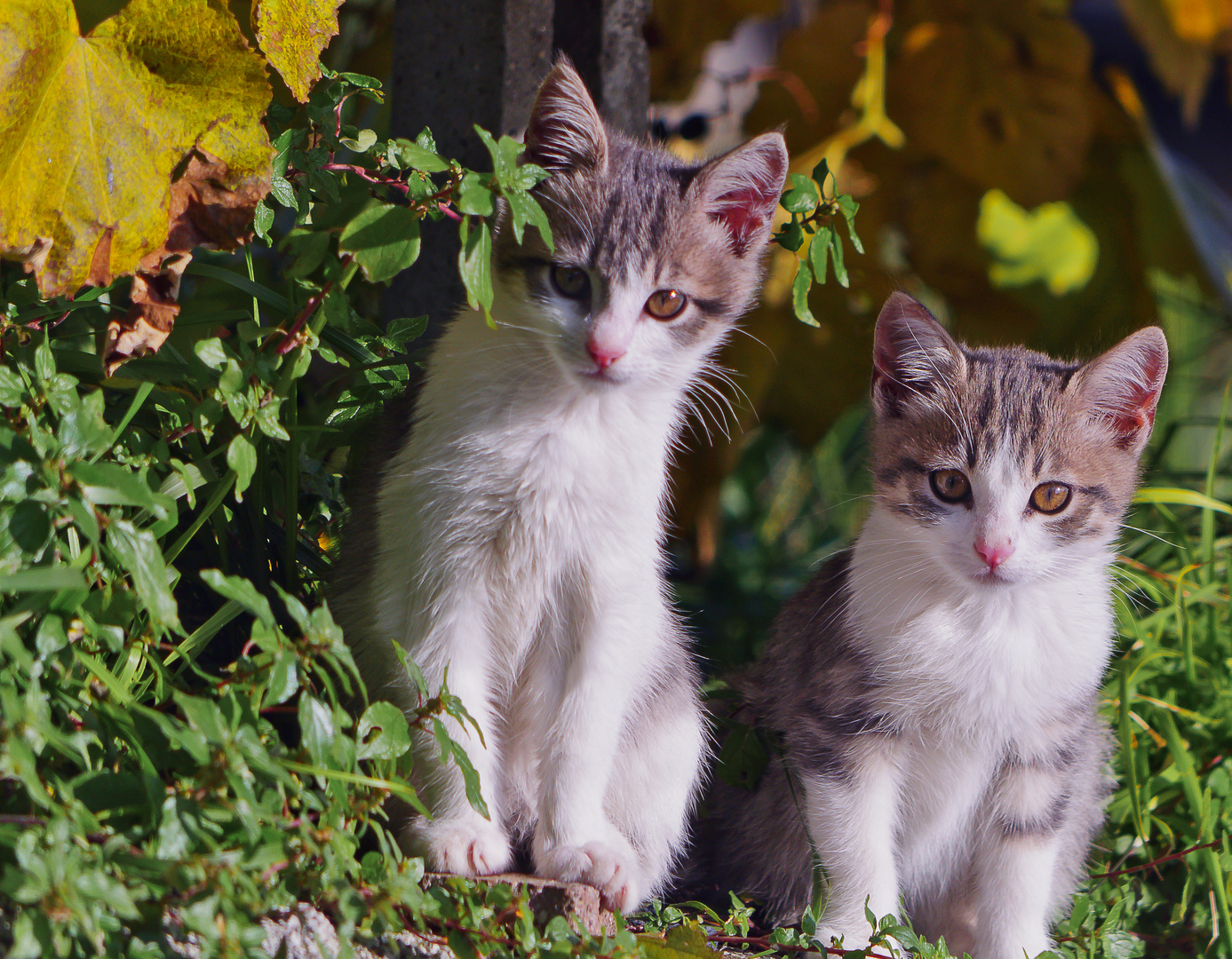 Katzengeschwister