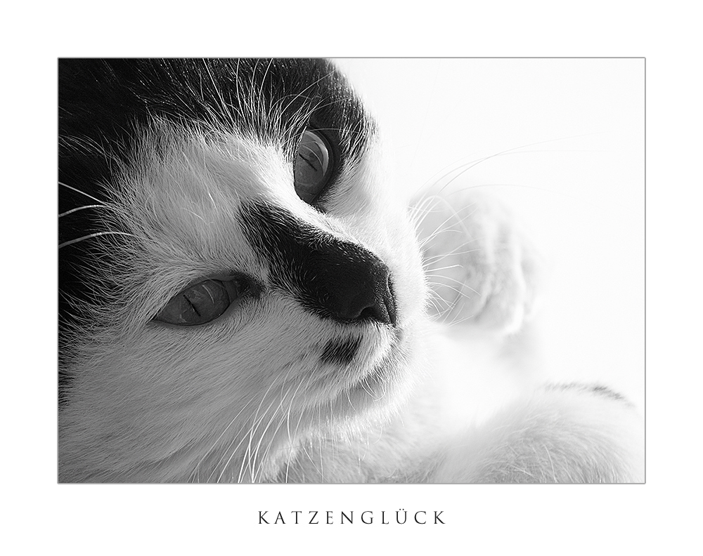 Katzenglück auf Papier: Ausmalbilder, die Freude bringen!