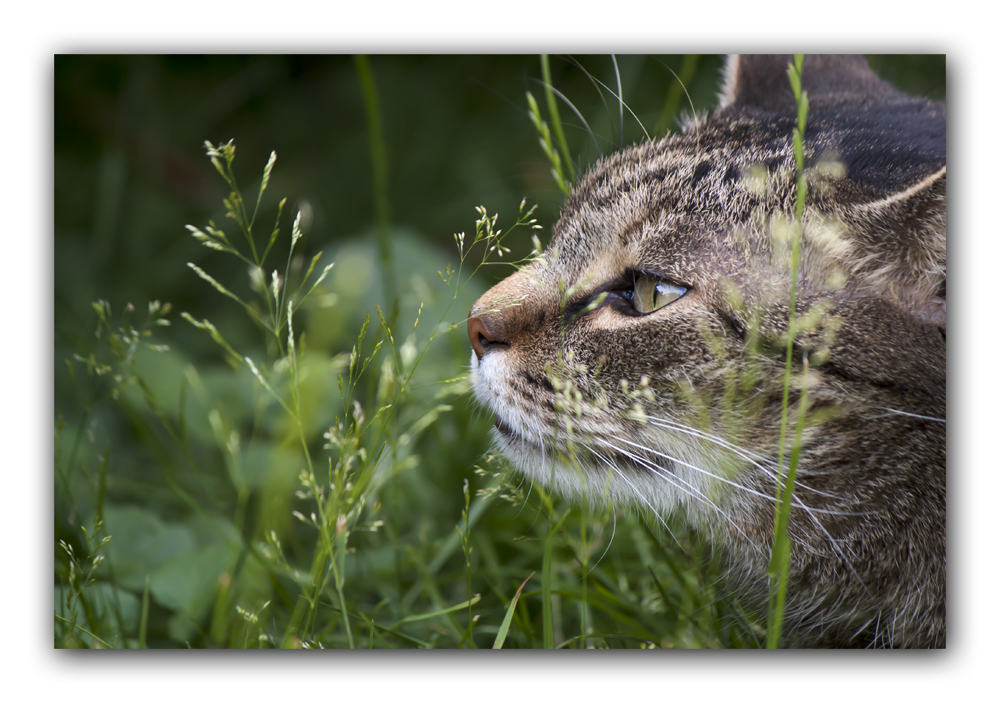 Katzengras