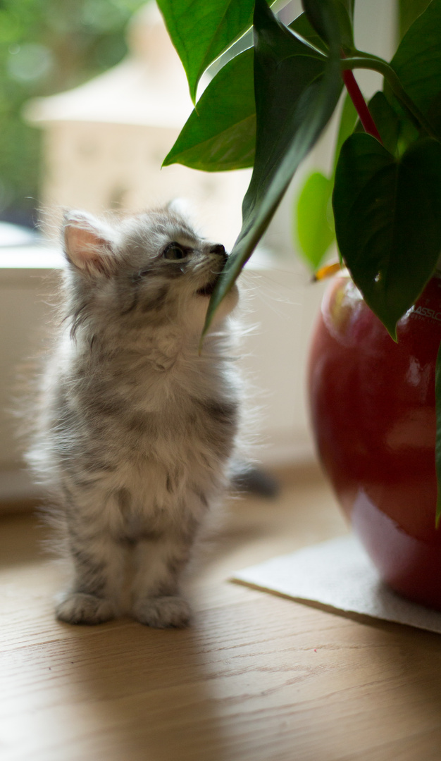 Katzengras ist langweilig!