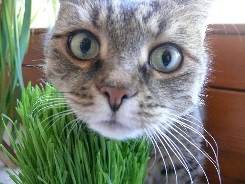 Katzengras macht Katzen Spaß