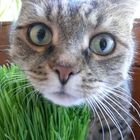 Katzengras macht Katzen Spaß