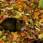 Katzenherbst