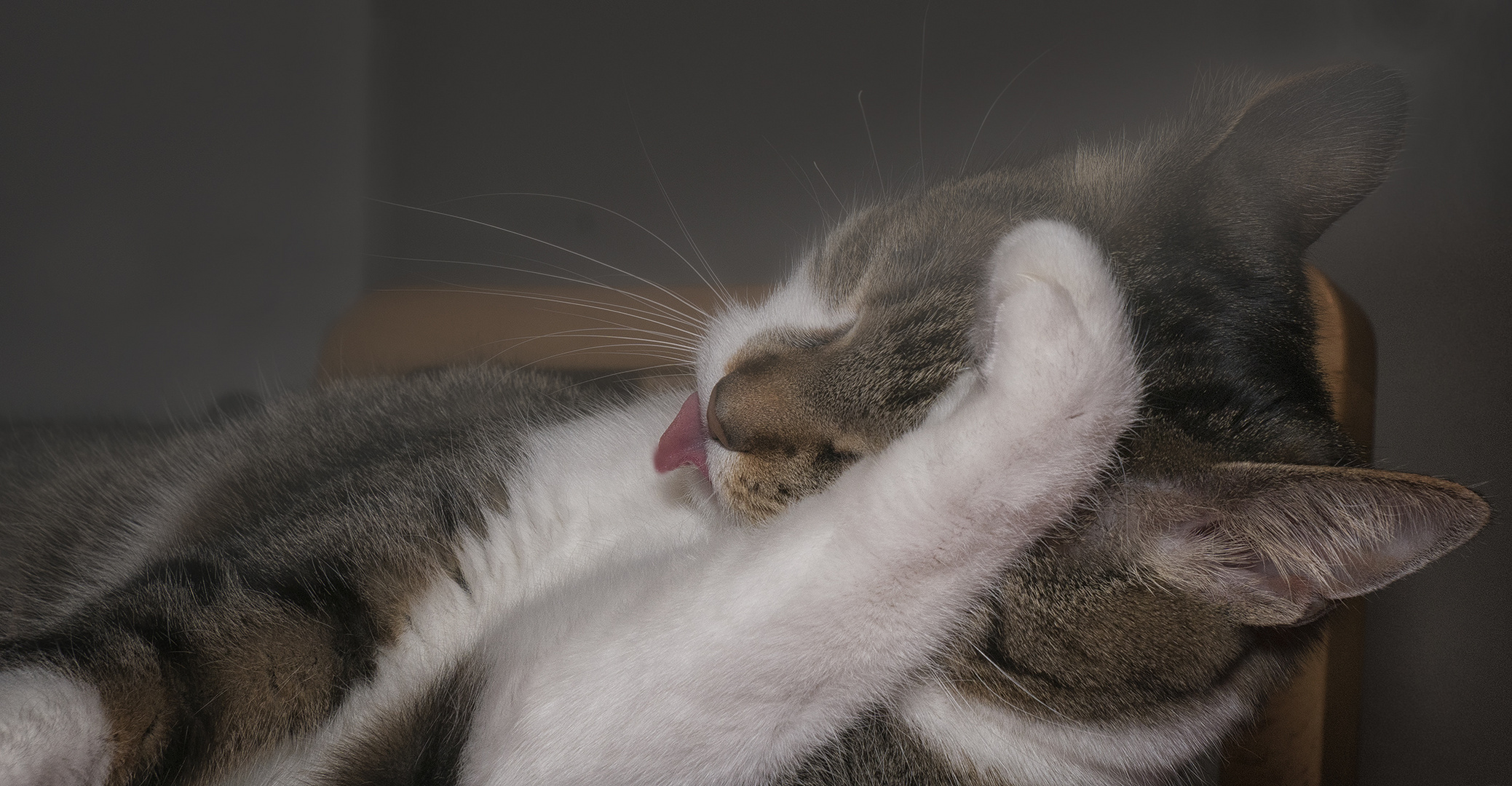 Katzenjammer Foto & Bild tiere, haustiere, katzen Bilder auf