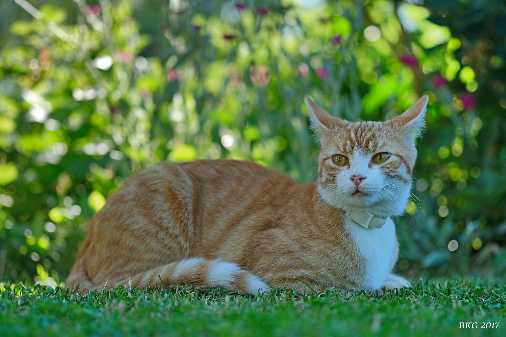 Katzenjunior Harry im Summerfeeling 