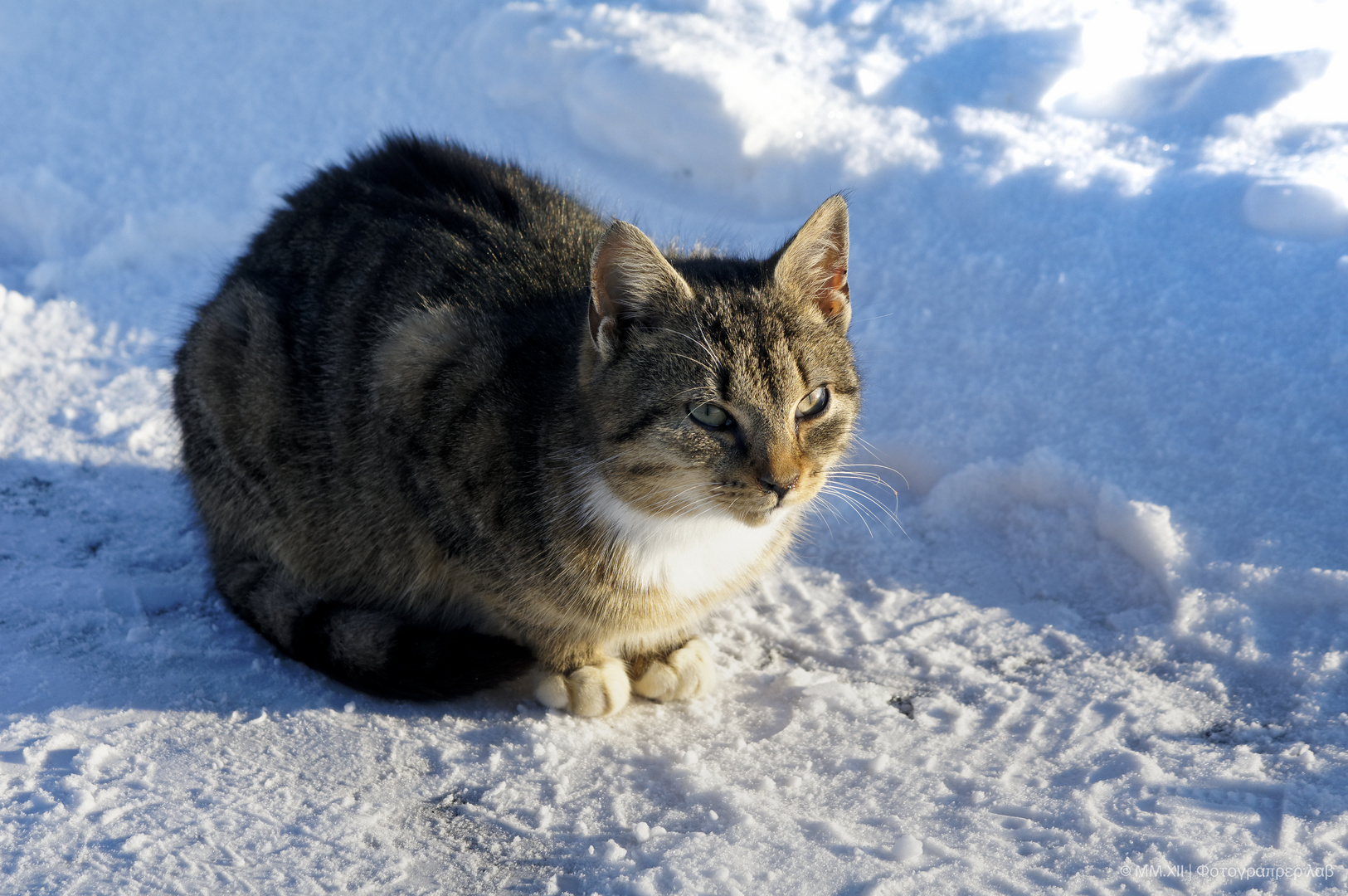 Katzenkälte