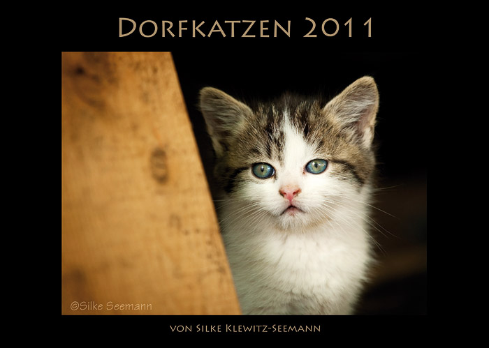 Katzenkalender 2011