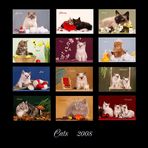Katzenkalender