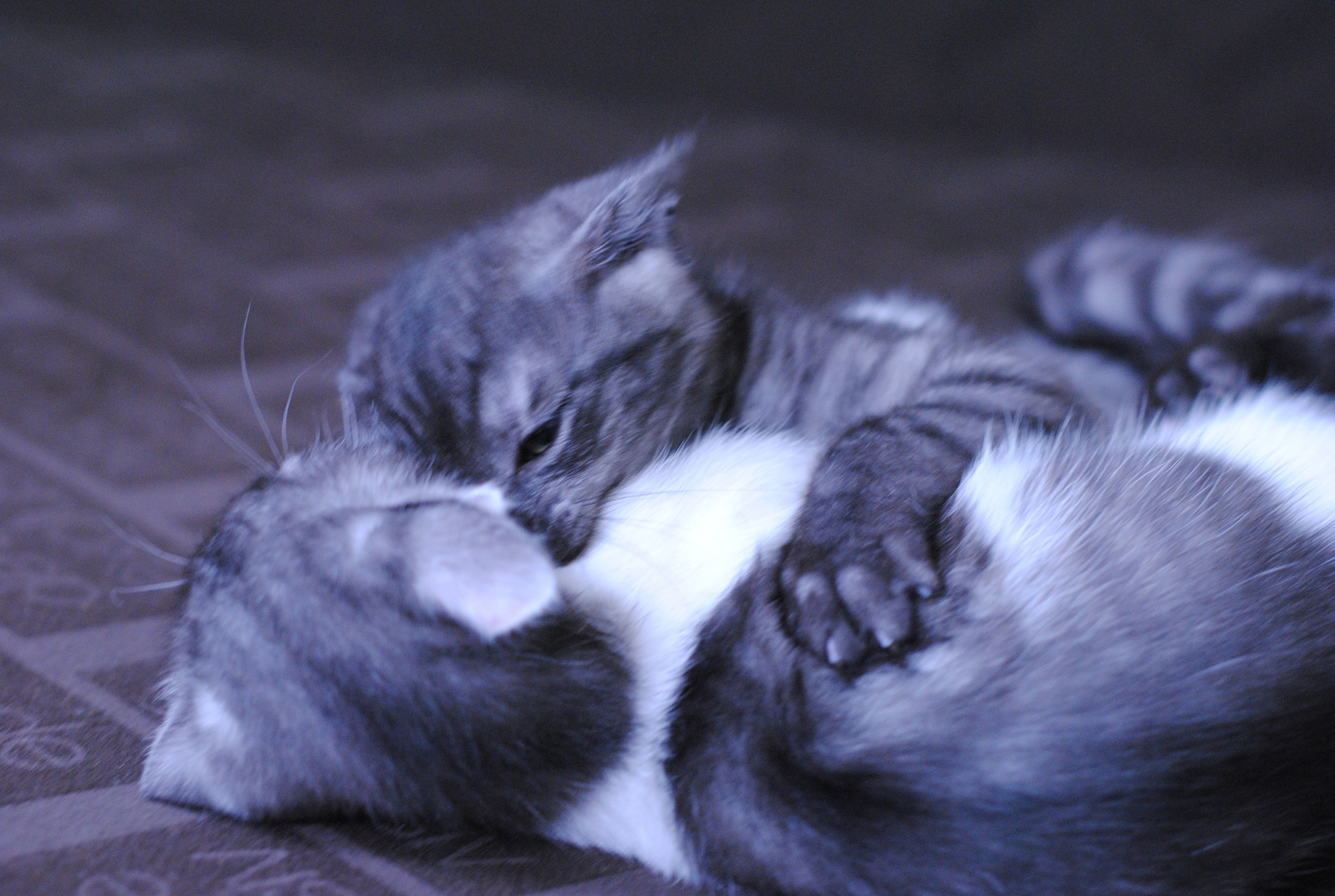 Katzenkampf Foto & Bild tiere, tierkinder, bochumer allerlei Bilder auf